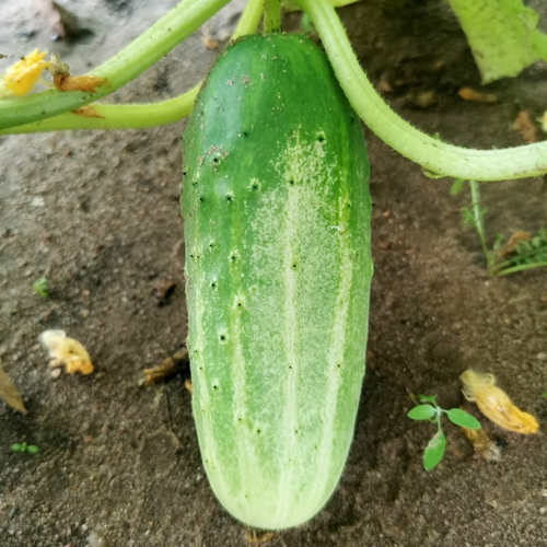 Огурцы Аксельские от Помидома