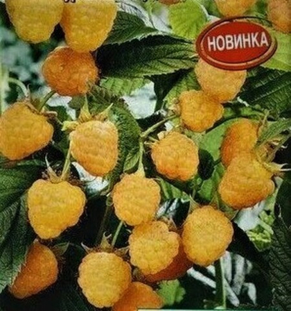 Малина Янтарная 20шт. (аэ)