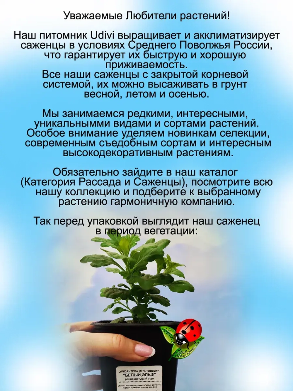 Хризантема Белый Эльф мультифлора