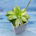 Haworthia Cymbiformis Variagate(Хавортия)