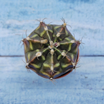 Gymnocalycium Friedrichii (Гимнокалициум)