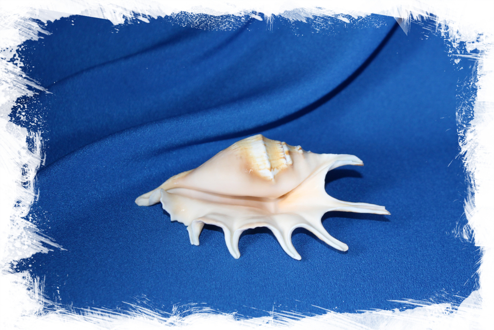 Ракушка лямбис