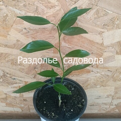 Клементин Амоа 8 