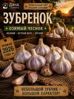 Чеснок посадочный озимый Зубренок