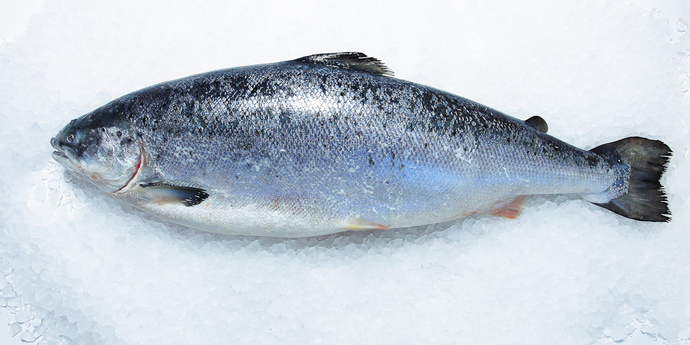 Охлаждённая рыба