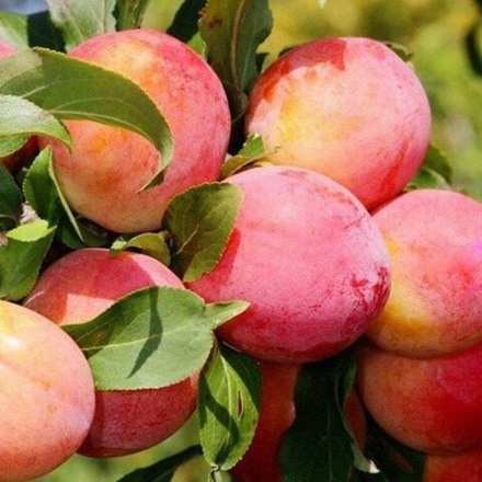 Слива Болховчанка