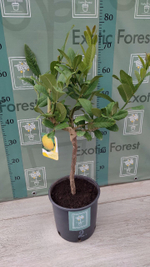 Cedro Maxima