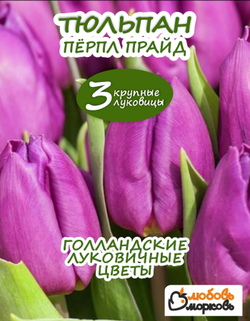 Тюльпан Луковица, Пурпл Прайд, 3 шт крупные