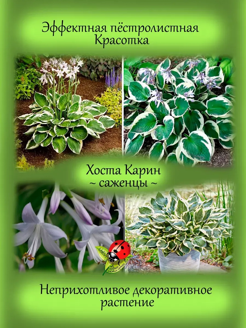 Хоста Карин пестролистная многолетняя