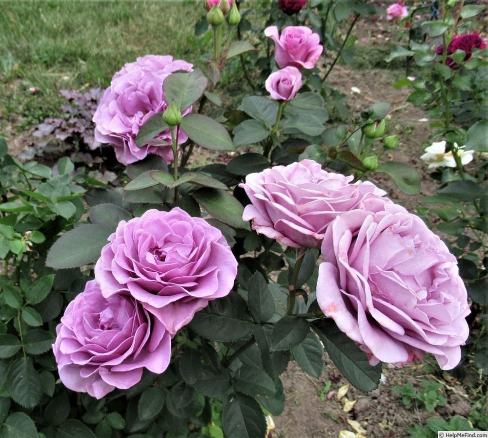 Терра Лимбургия (Terra Limburgia)