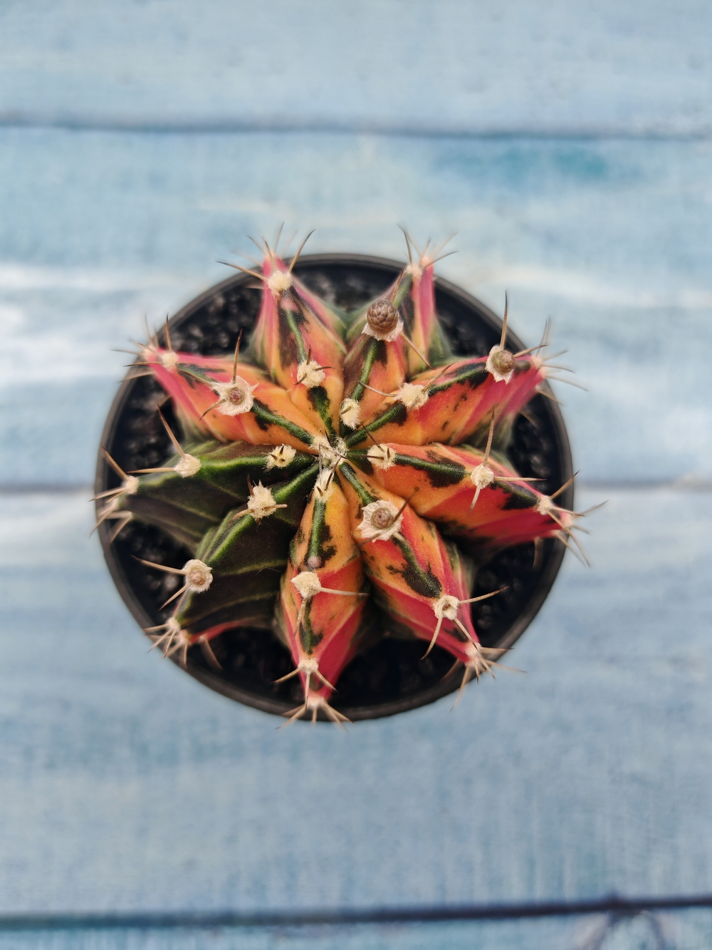 Gymnocalycium Variegata (Гимнокалициум Вариегатный)