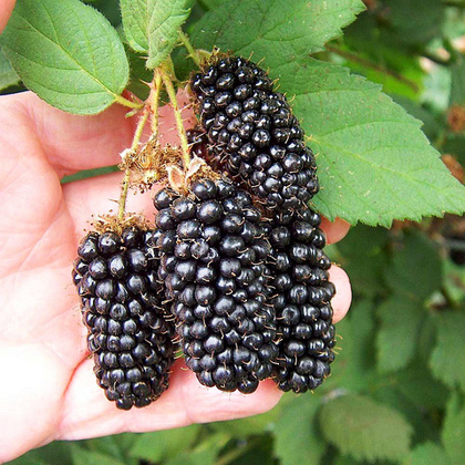 Ежевика Карака Блэк