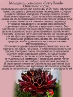 Молодило Ягодный взрыв хамелеон