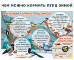 Комплект развивающий Мир птиц: Перелётные птицы, Зимующие птицы, Чем кормить птиц зимой 2155
