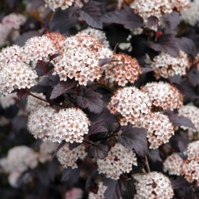 Пузыреплодник калинолистный Пурпуреа (горшок 5л)