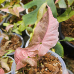 Сингониум DOUBLE RED VARIEGATED