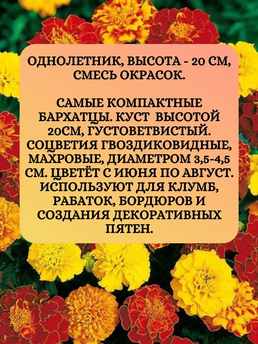 Семена Бархатцы махровые "Бой" смесь окрасок 2 грамм