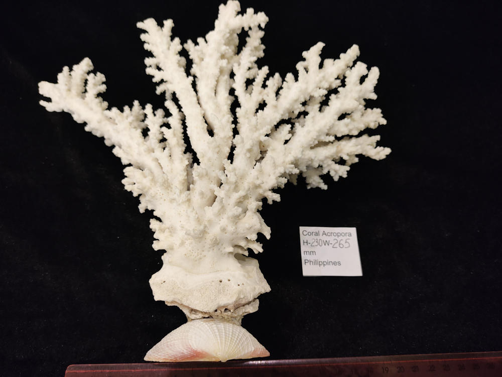 Белый коралл" Акропора" "245-265мм" на Фимбрии