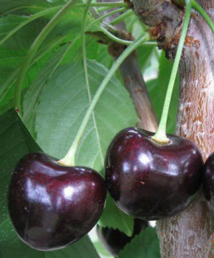 Черешня Ленинградская черная