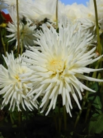 Георгин бордюрный Плая Бланка