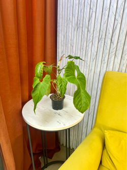 Антуриум Балалоанум, D10см H25см, 1шт, Urban Jungle