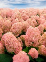 Гортензия метельчатая Мэджикал Кэндл