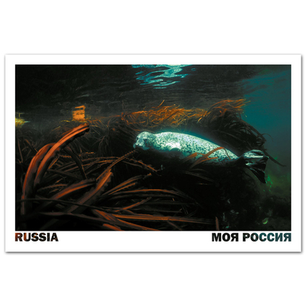 Тюлень ларга. Владивосток, Приморский край