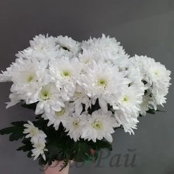 Хризантема кустовая