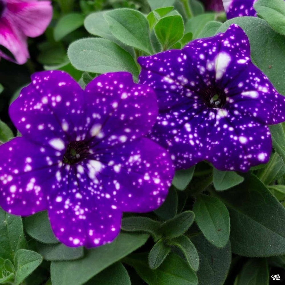 П14 Петуния ампельная Surprise Sparkling Blue