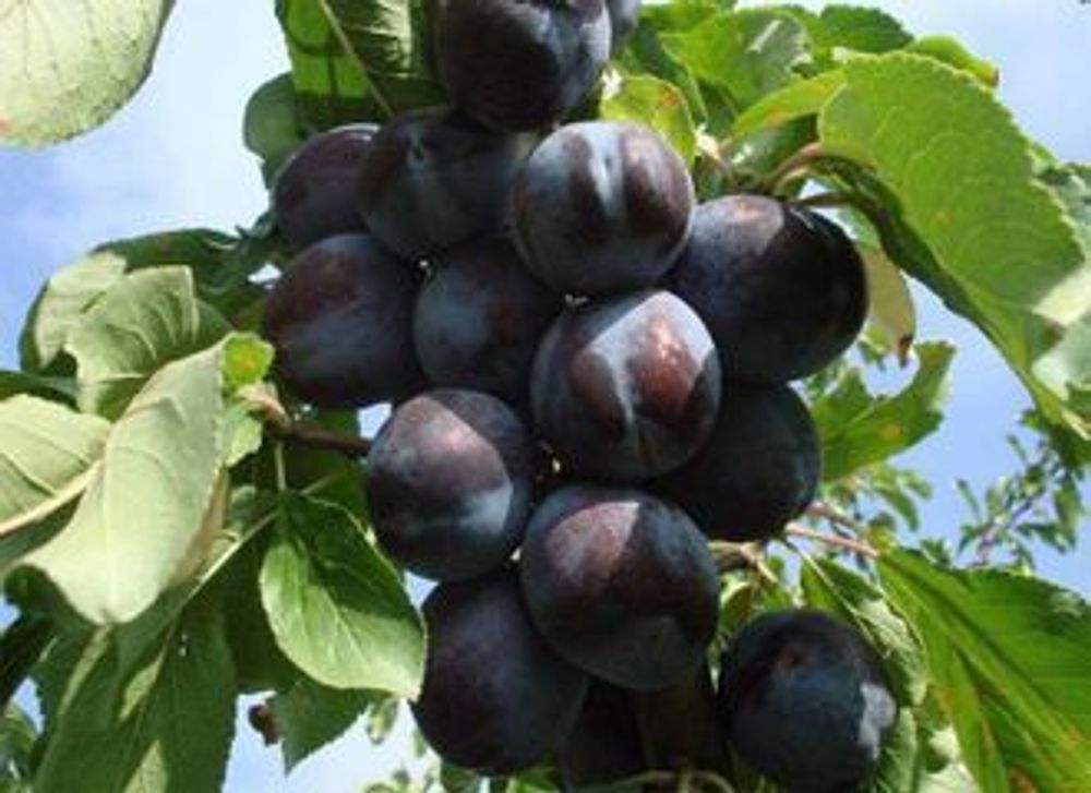 Слива Тульская чёрная (ОКС)