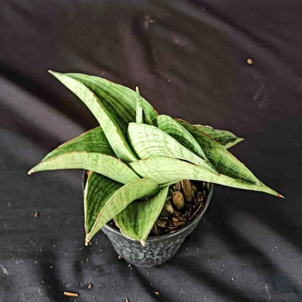 Сансевиерия HOBBIT