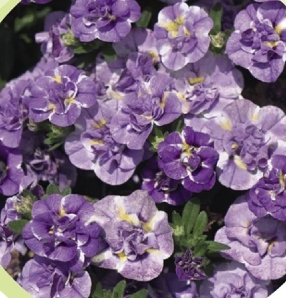 Calibrahoa Mini Famous Neo double loopy lavander ОКС укорененный черенок. Под заказ, производство 4-5 недель