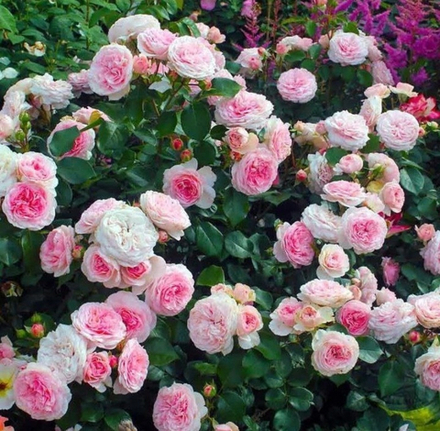 Роза Мария Тернзия (Mariatheresia)