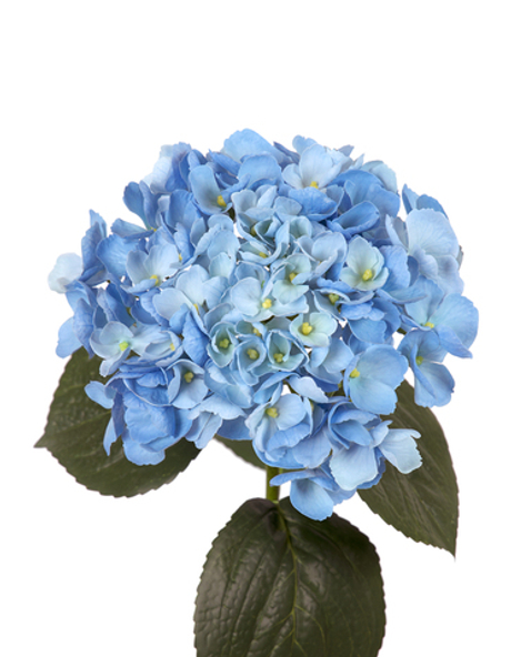 Гортензия крупнолистная на стебле - Голубой