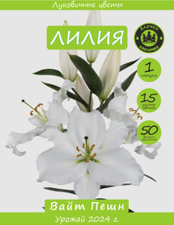 Лилия Луковица, Вайт Пешн  1шт