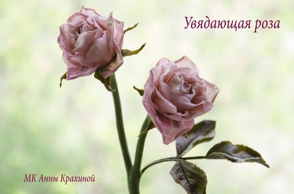 Увядающая роза из холодного фарфора. Часть 1. МК Анны Крахиной.