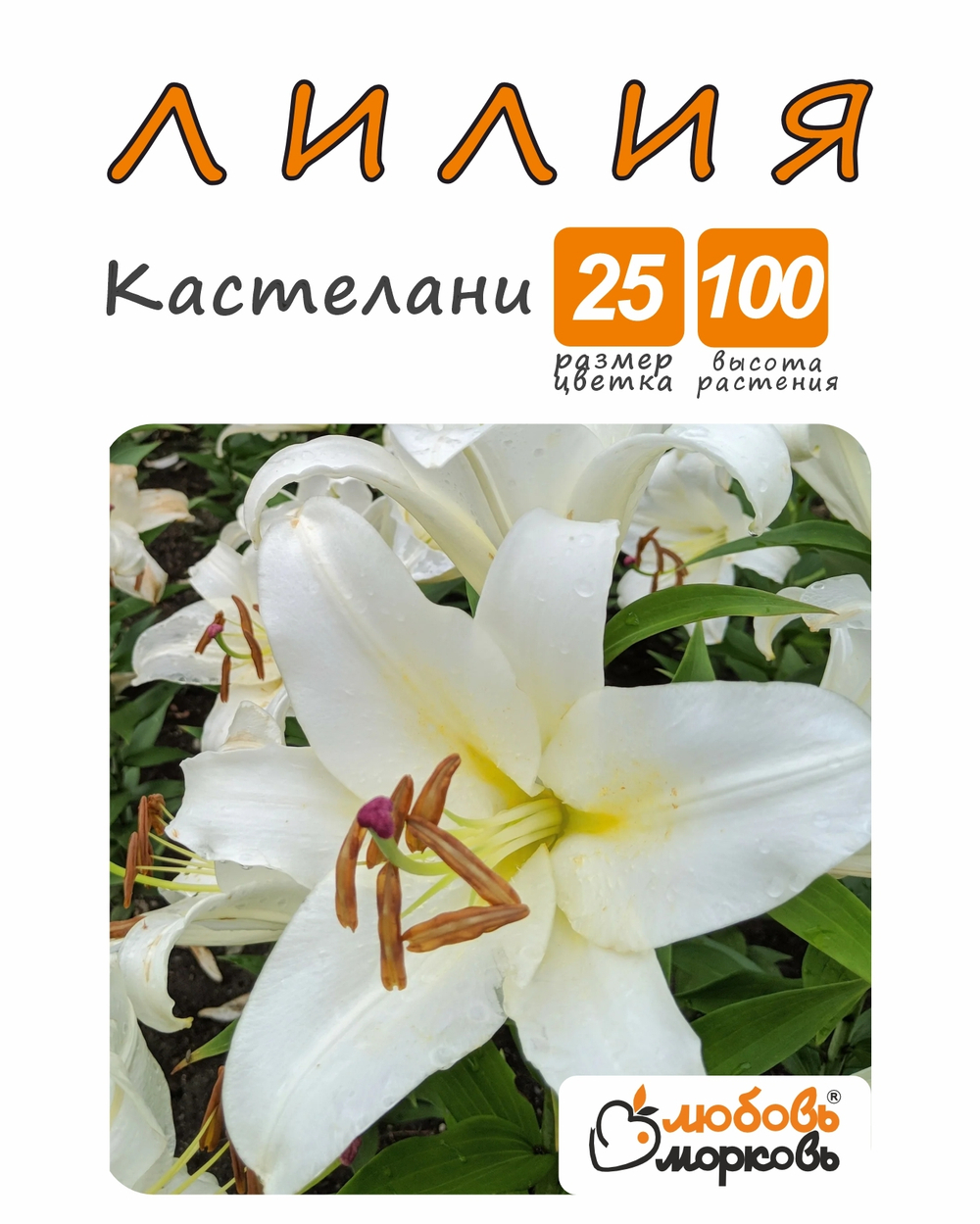 Лилия Луковица, Кастелани 1 шт