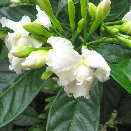 Табернемонтана дивариката махровая – Tabernaemontana divaricata double