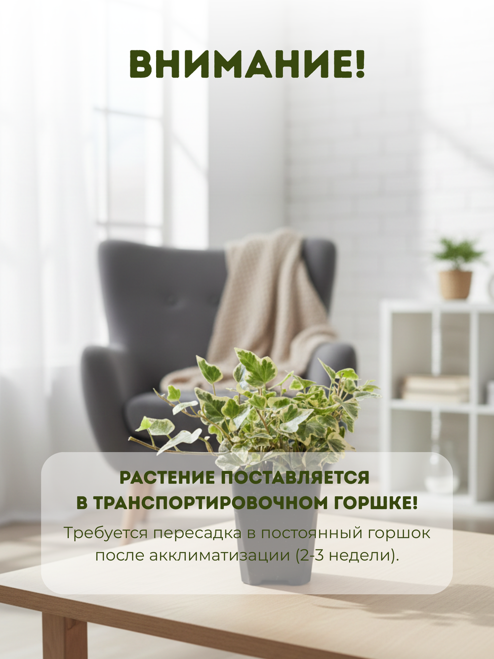 Хедера непальская д.9