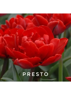 Луковицы тюльпанов пионовидные сорт PRESTO (4 штуки)