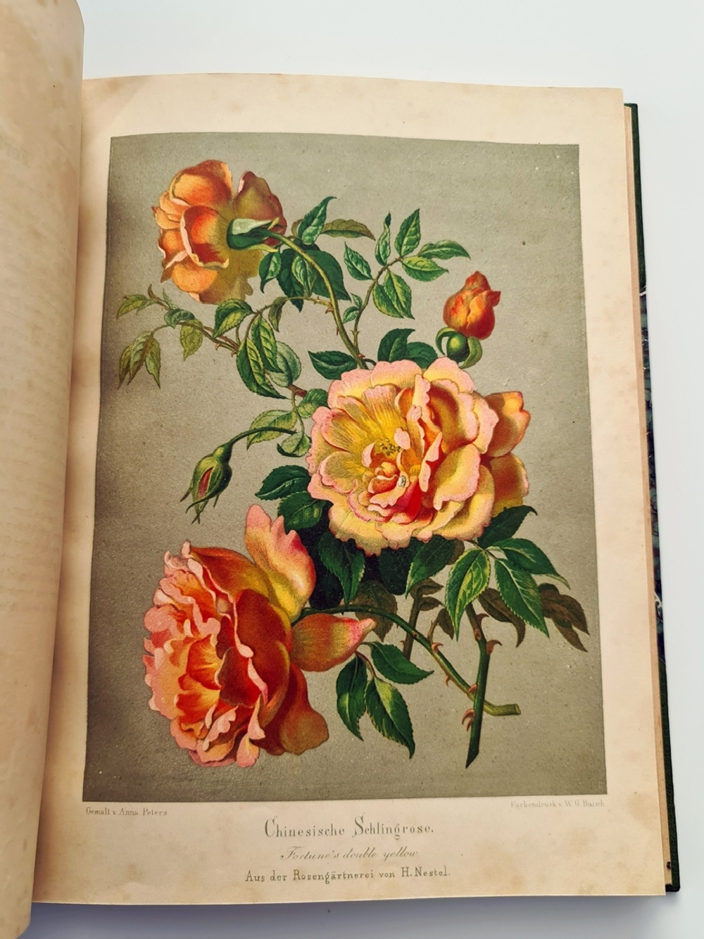 "Nestel`s Rosengarten. [  Сад роз Нестела]". E. Schweizerbartsche Verlagshandlung. 1869г.