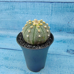 Astrophytum Asterias (Астрофитум)