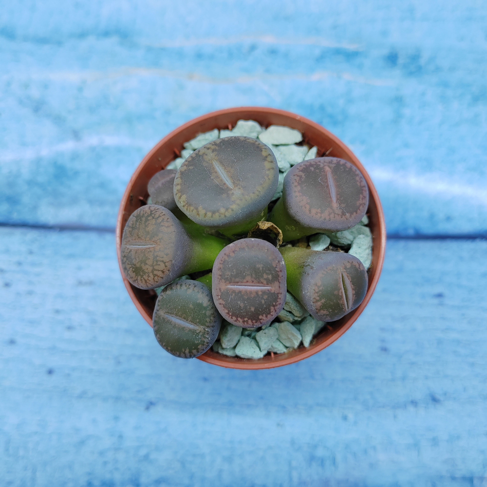Lithops sp. (Литопсы)