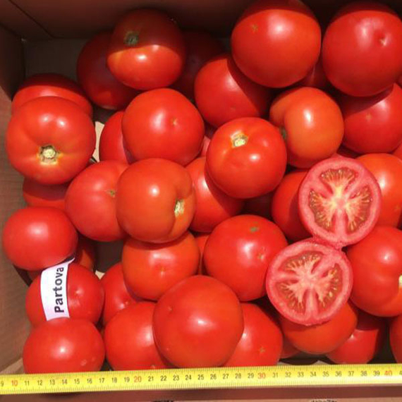 Партова_F1_семена_томата_индетерминантного_Seminis_семена – фото 3