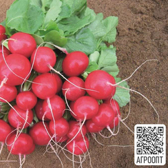 Ребел семена редиса (Bejo / Бейо)