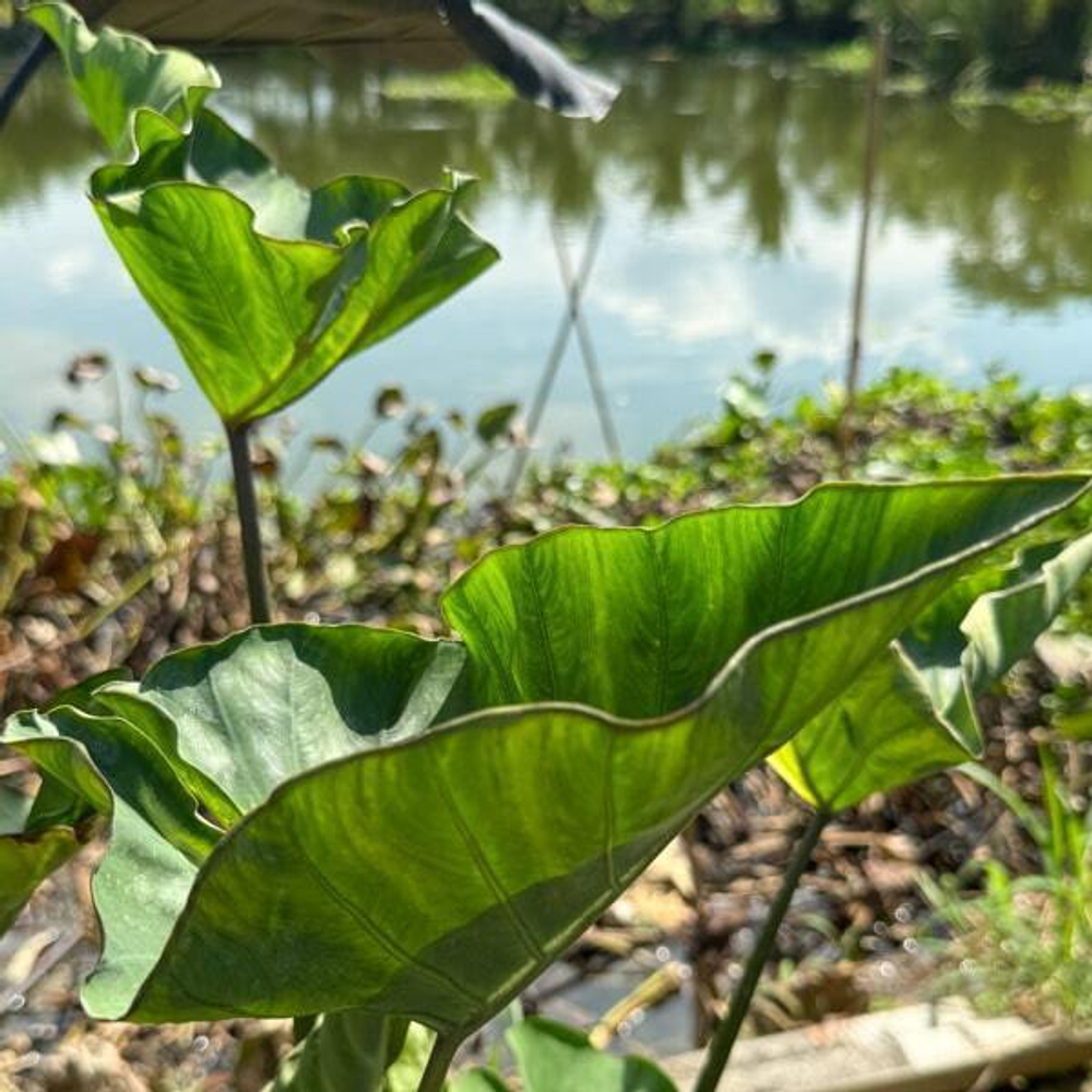 Колоказия KING OF CUP