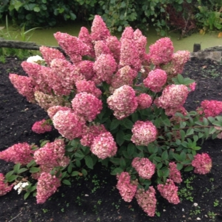 Гортензия метельчатая Санди Фрейз Т60 60-80
