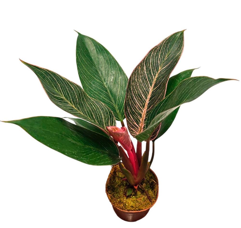 Филодендрон Пинк