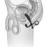 Массажер простаты - 12.7 см. (Цвет: черный)