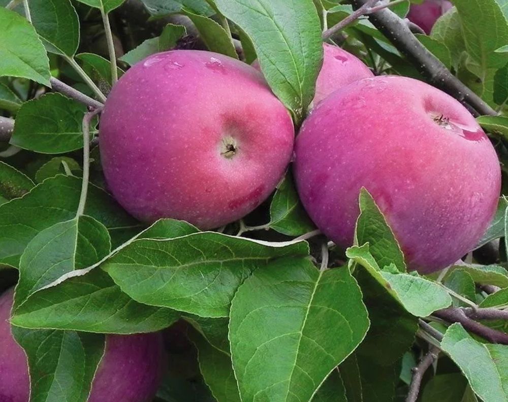 Яблоня Анис Пурпуровый
